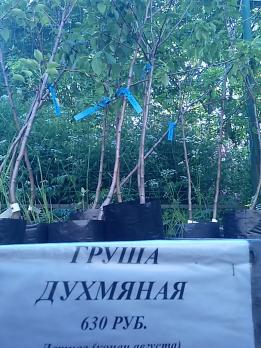 Груша сорта Духмяная, саженец двухлетний